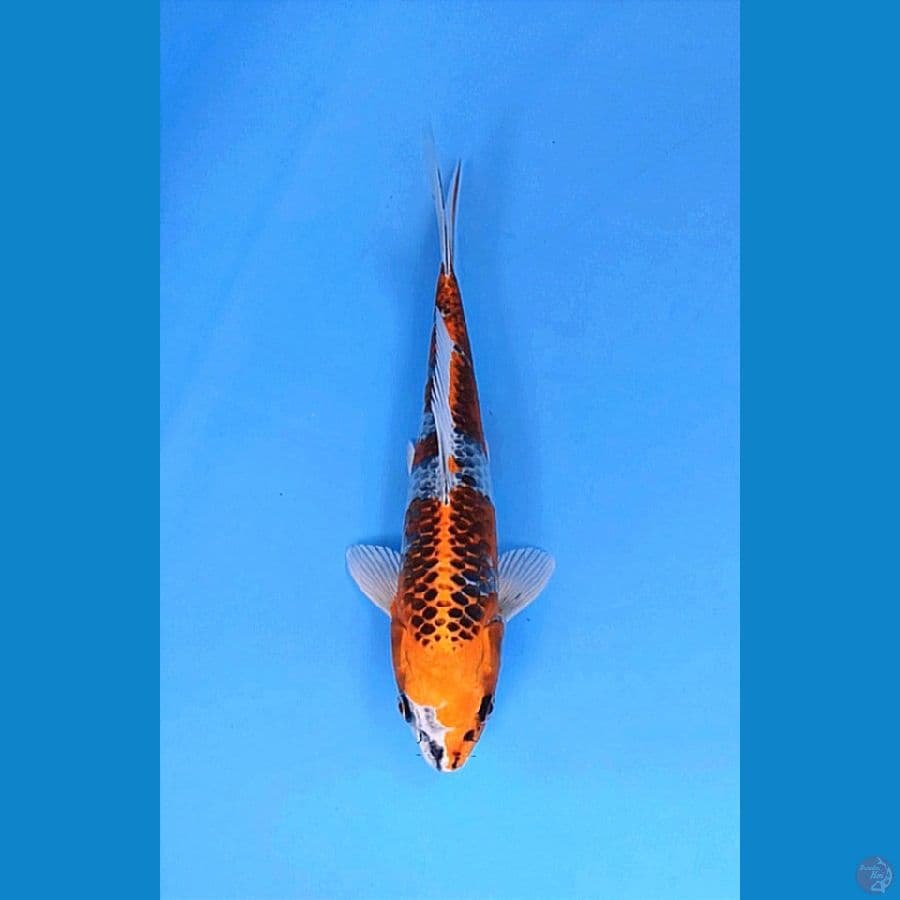 GINGA KUJAKU 26+CM