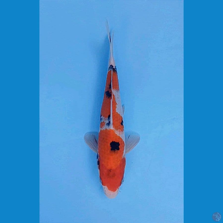 TAISHO SANKE MASADEPAN 26CM