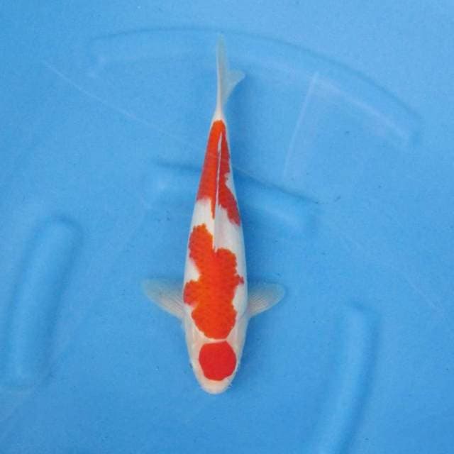 ONE KOIS FARM - KOHAKU F1 HIGH QUALITY