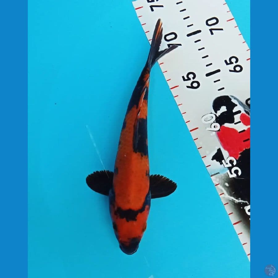 Hi-Utsuri SQ Male 25cm™