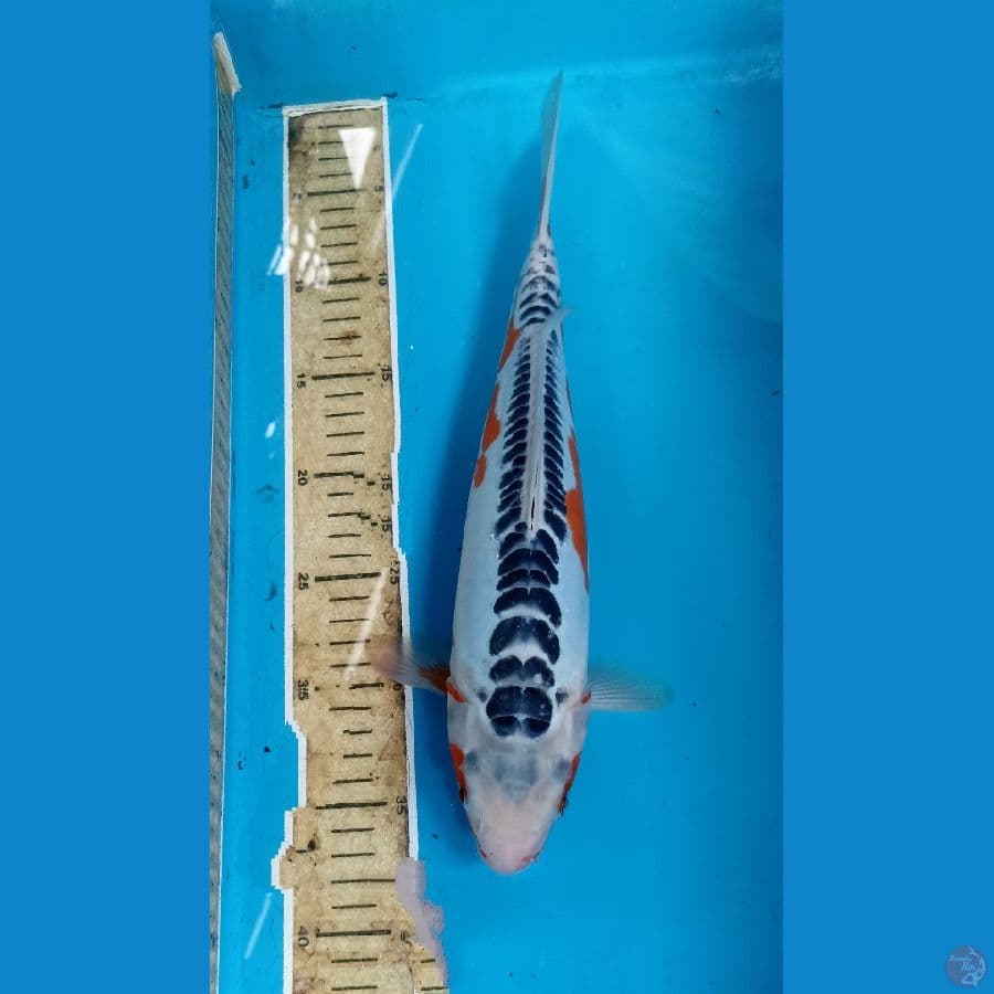 Shusui 35cm