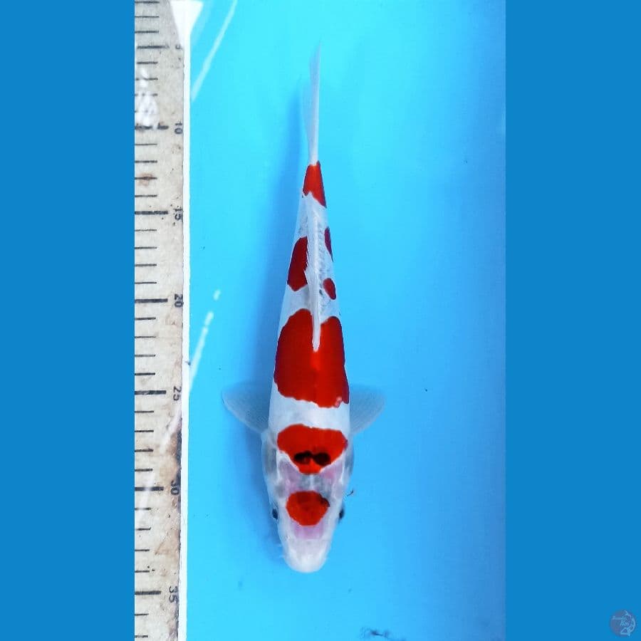Kiko 27cm