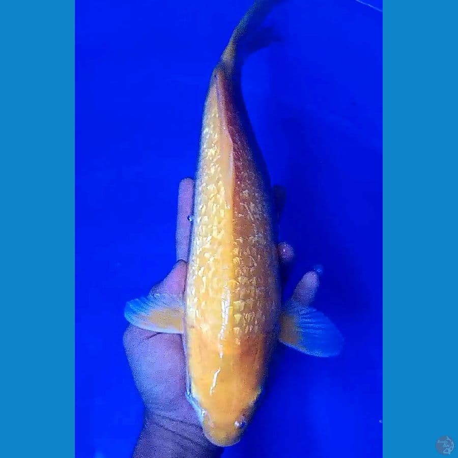 karasi ginrin body terpedo M 35 cm
