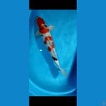 sanke istimwea jumbo 52cm up
