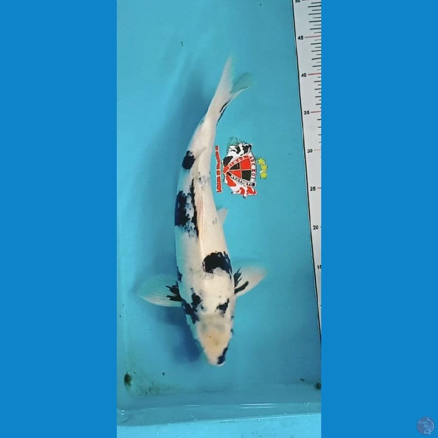 Shiro Utsuri tategoi 40 cm breed Pak Handoko 