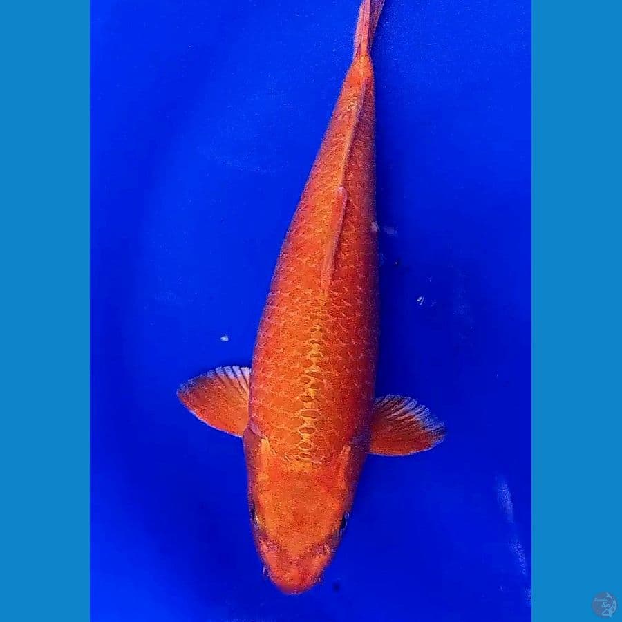 beni karasi corn M 40 cm