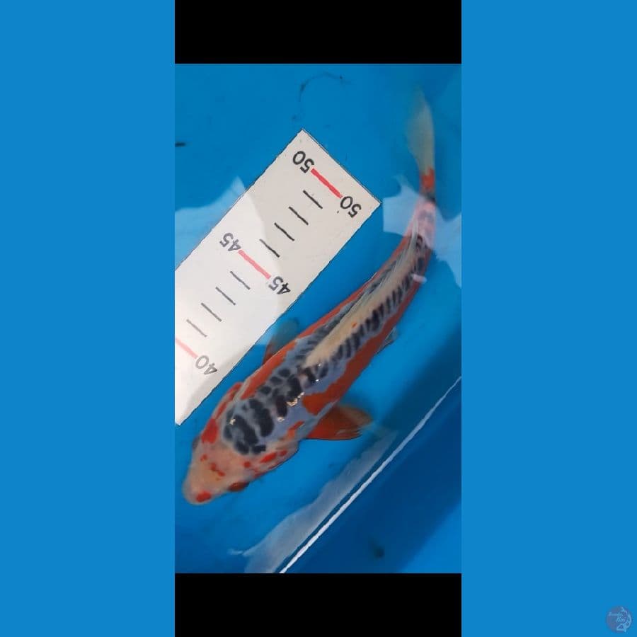 hanashusui f1 anakan yamaju 