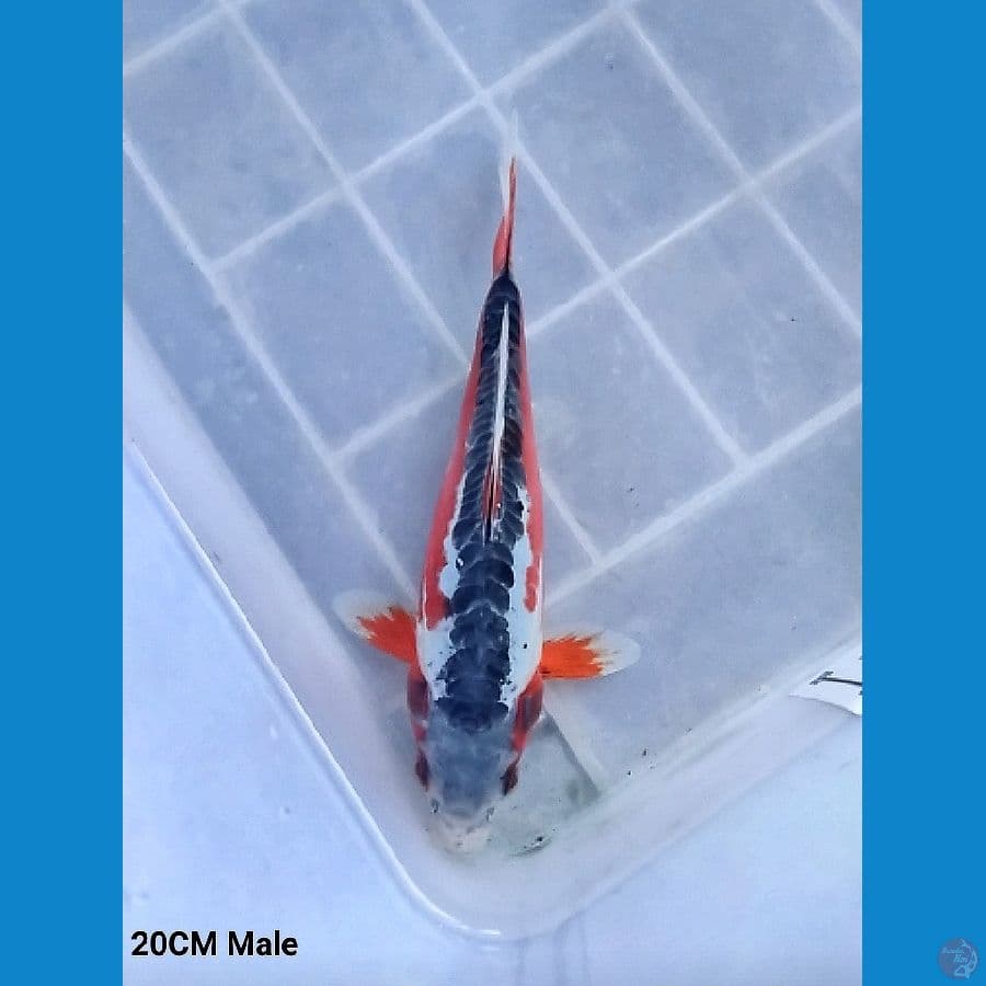 Hana Shusui 20CM Male