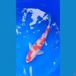 Ai Goromo 40 cm