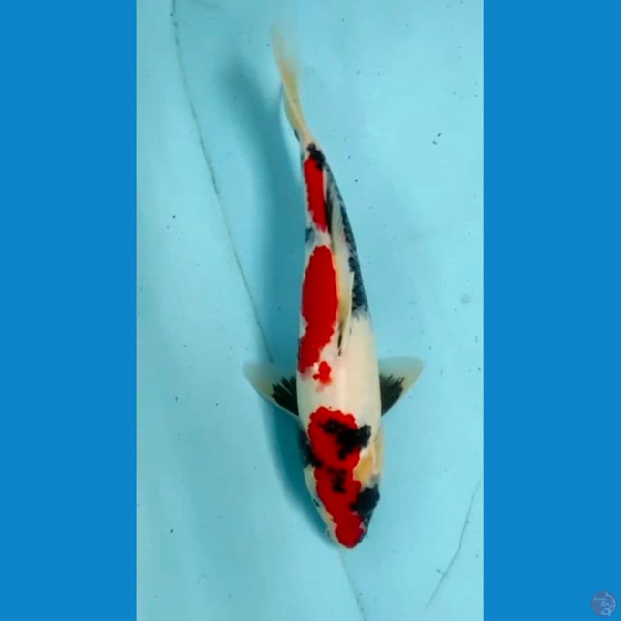 showa 25cm