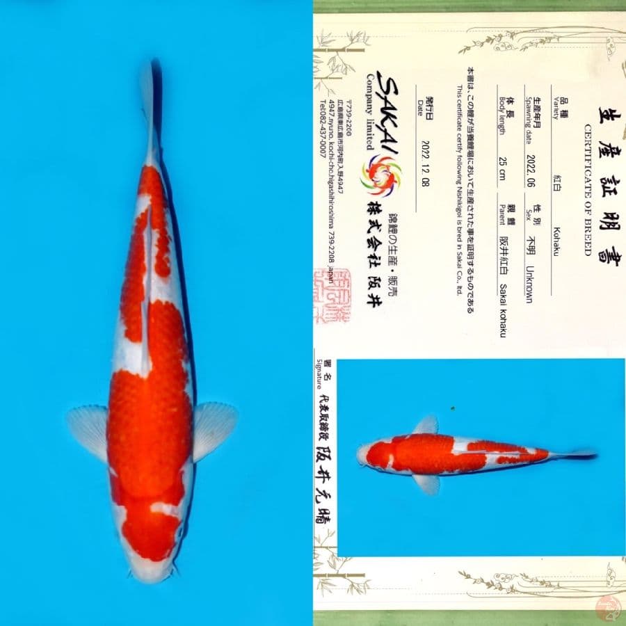 SAKAI KOHAKU INAZUMA 32CM