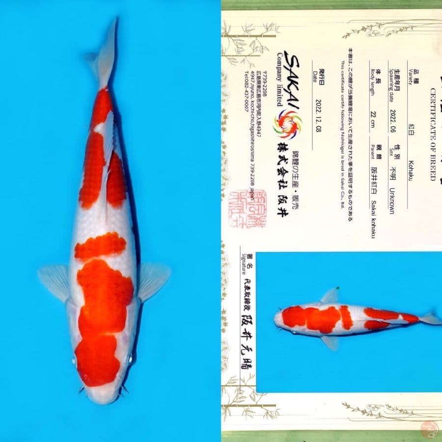 SAKAI KOHAKU NIDAN 29CM