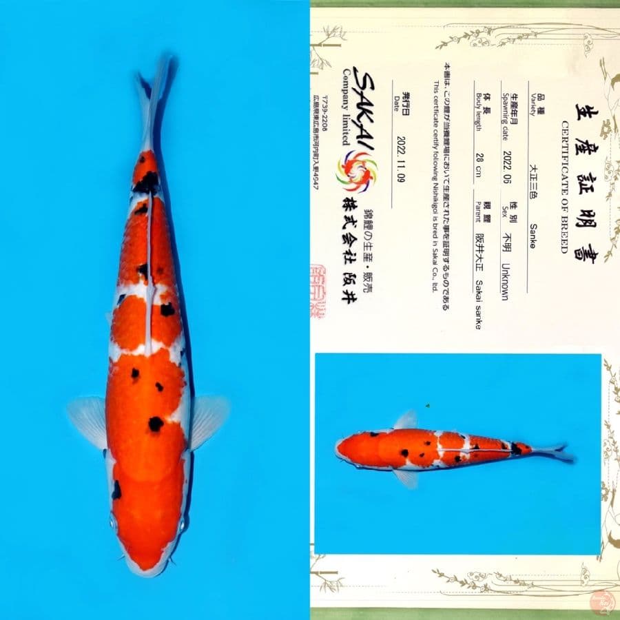 SAKAI SANKE HQ 35CM