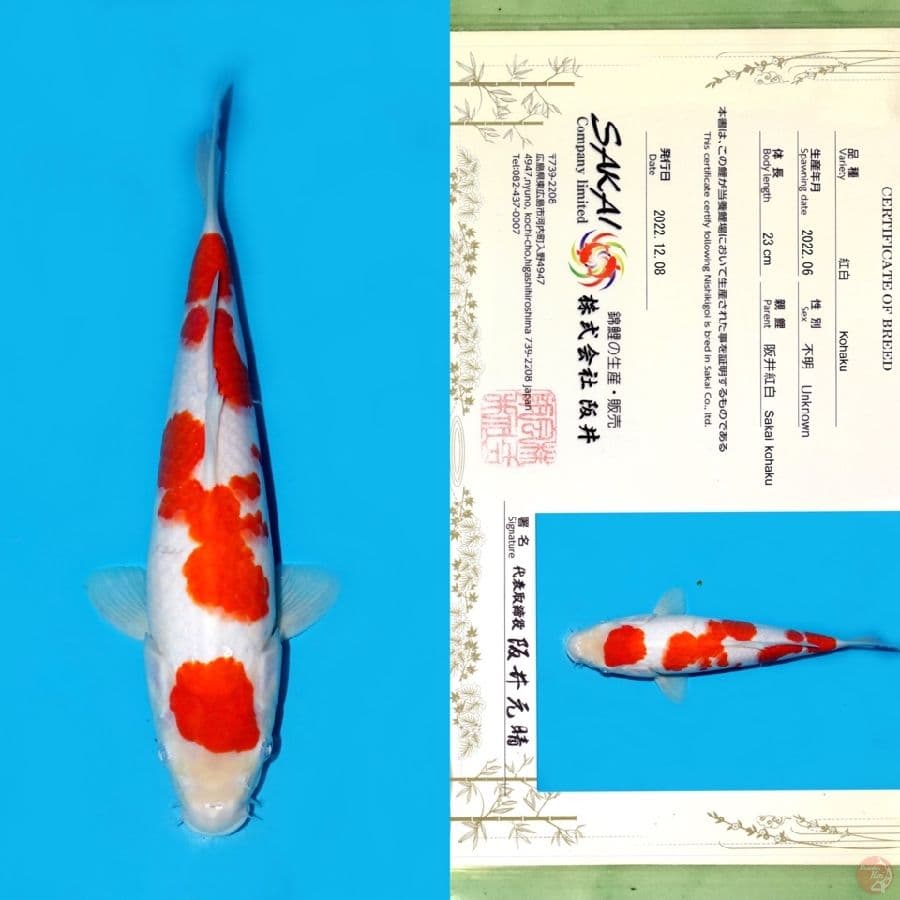 SAKAI KOHAKU MARUTEN 30CM