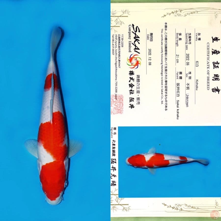 SAKAI KOHAKU NIDAN 28CM