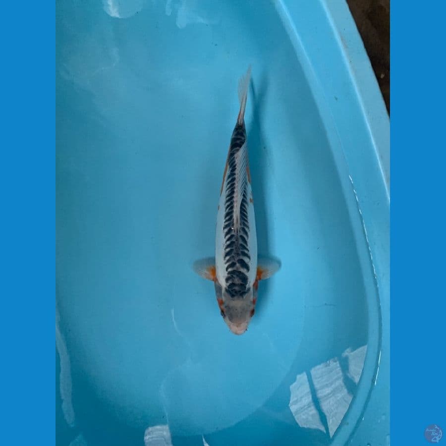 shusui 35cm