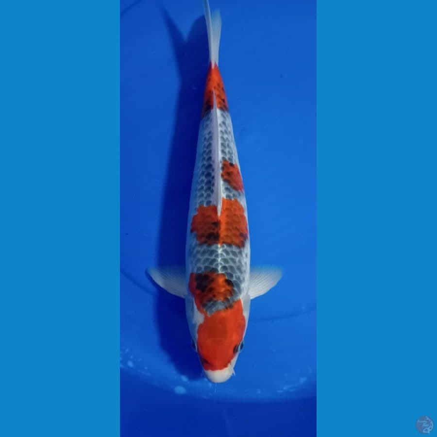 GOSIKI 40 CM ORIGINAL.MALE