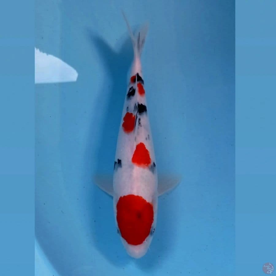 sanke, 27 cm