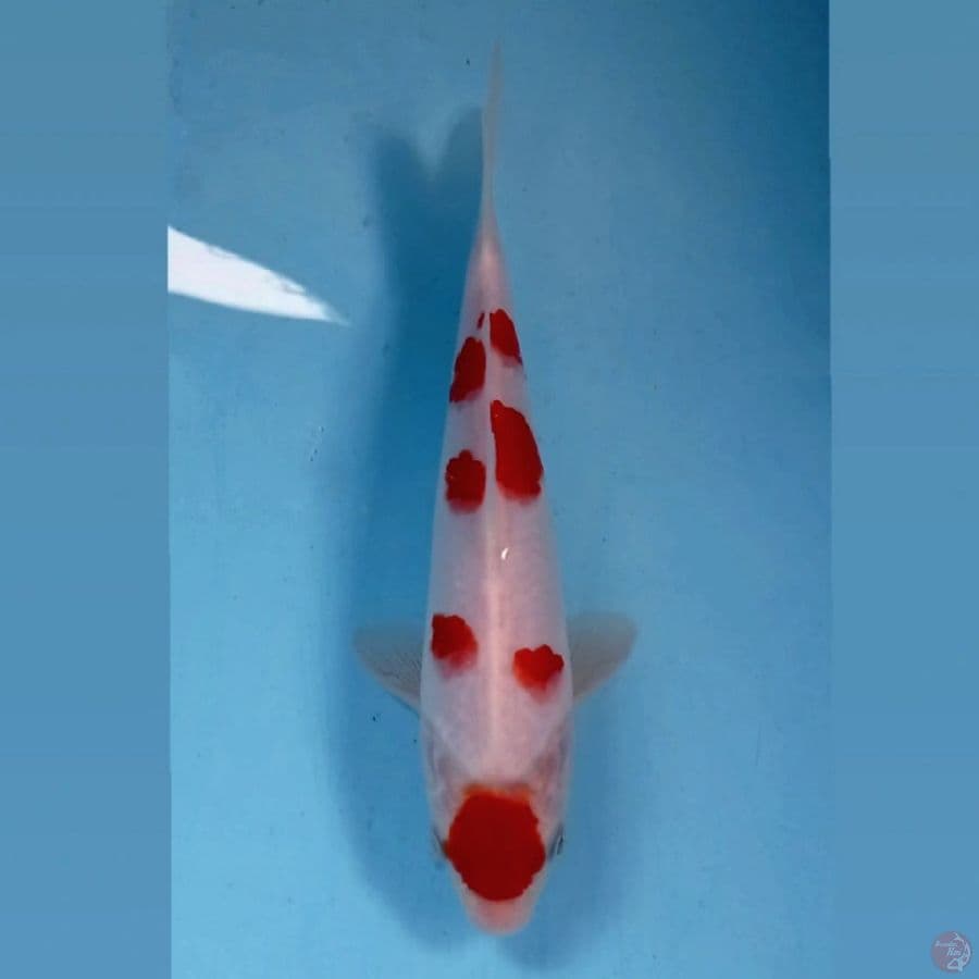 kohaku, 21 cm