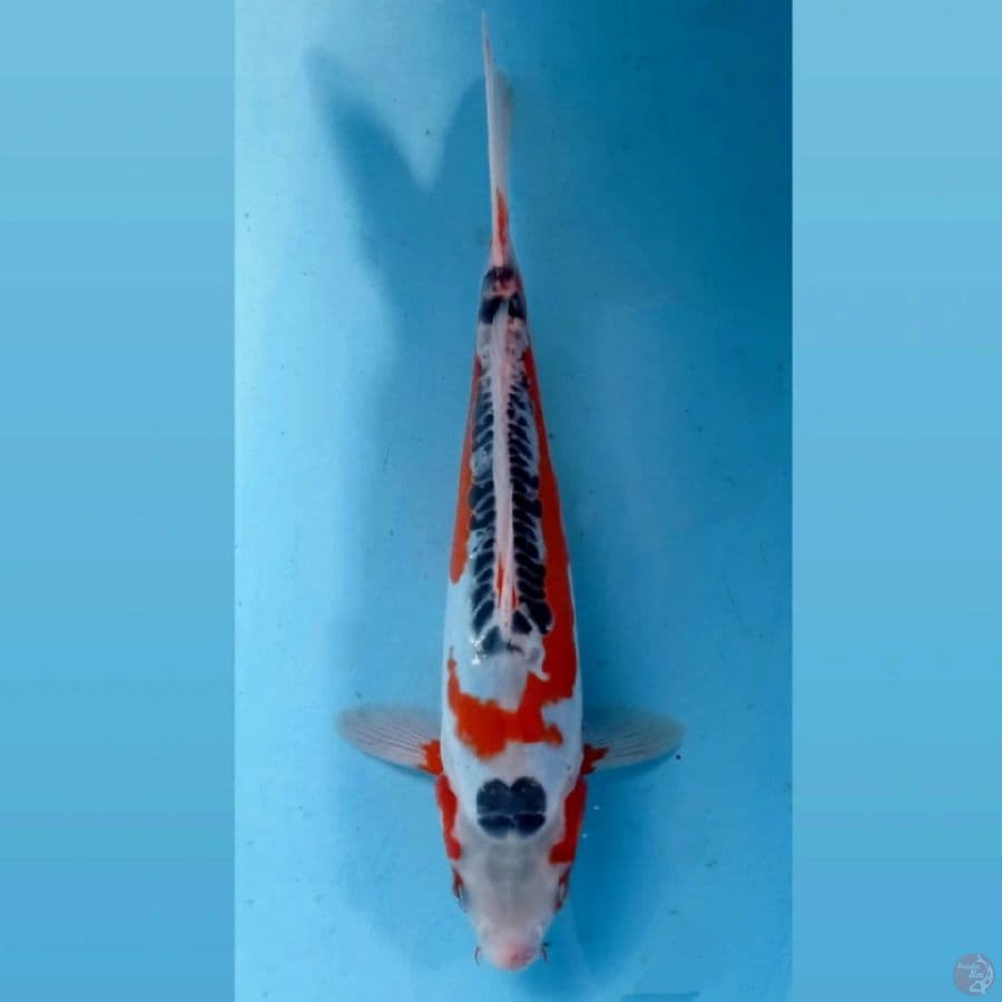 shusui pola antik, 26 cm