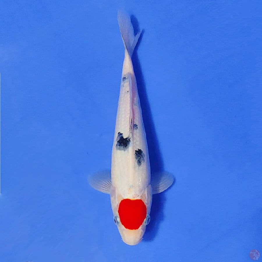 1.TANCHO HQ MALE 30CM