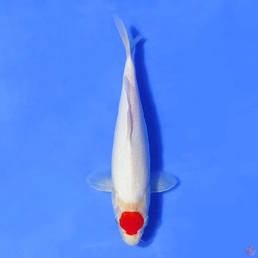 4.TANCHO HQ 33CM FEMALE