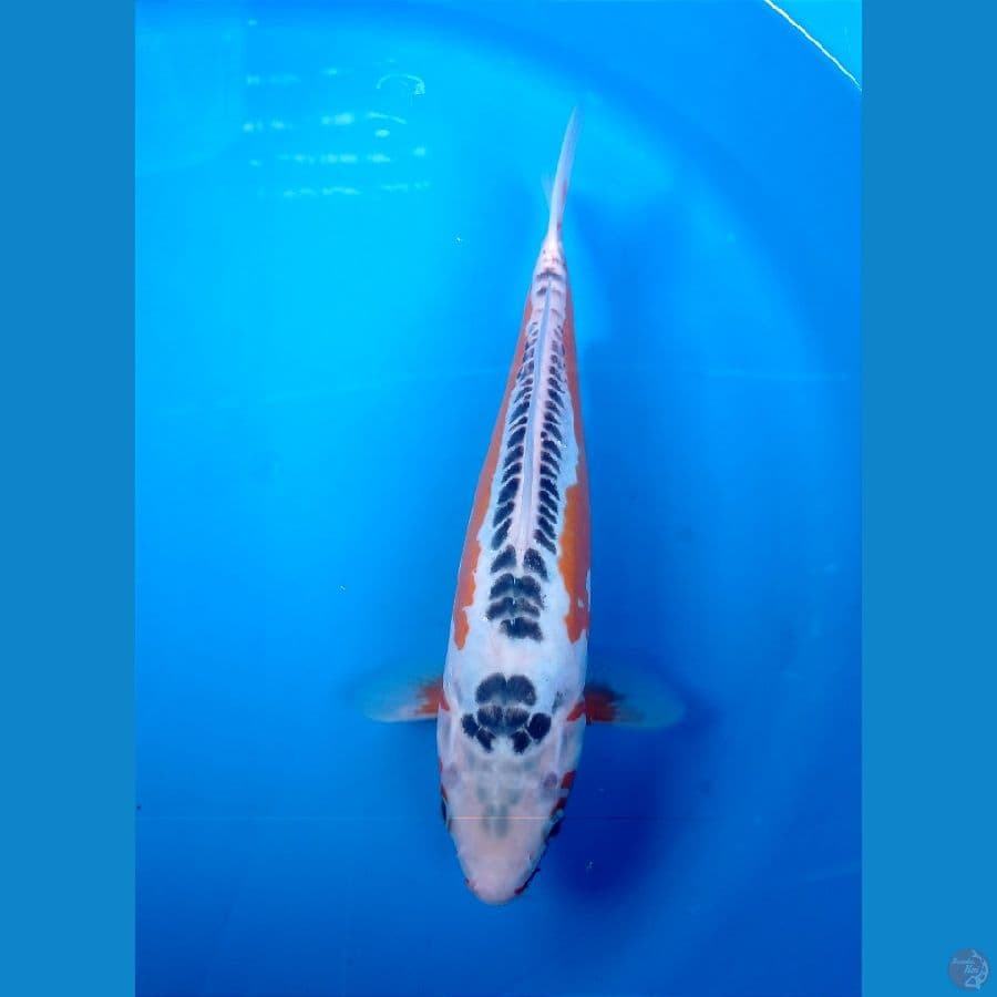 shusui 31cm