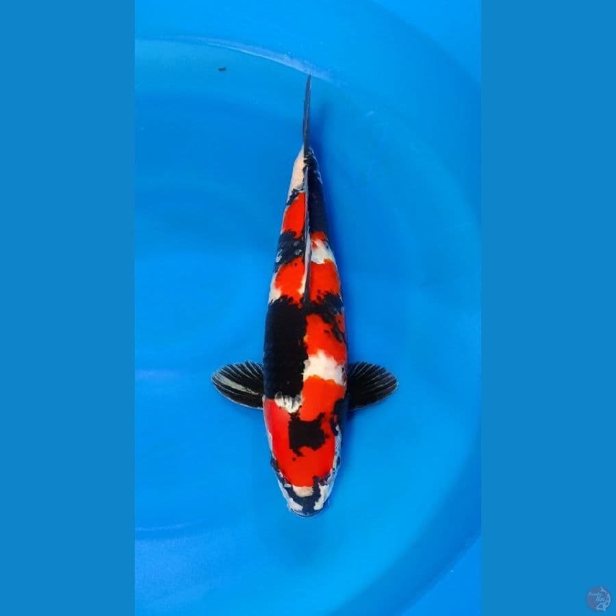 SHOWA MALE 42 CM
