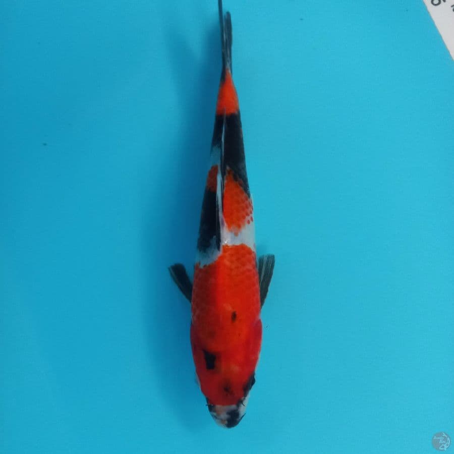 SHOWA//23 CM