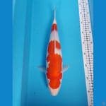 kohaku F 37