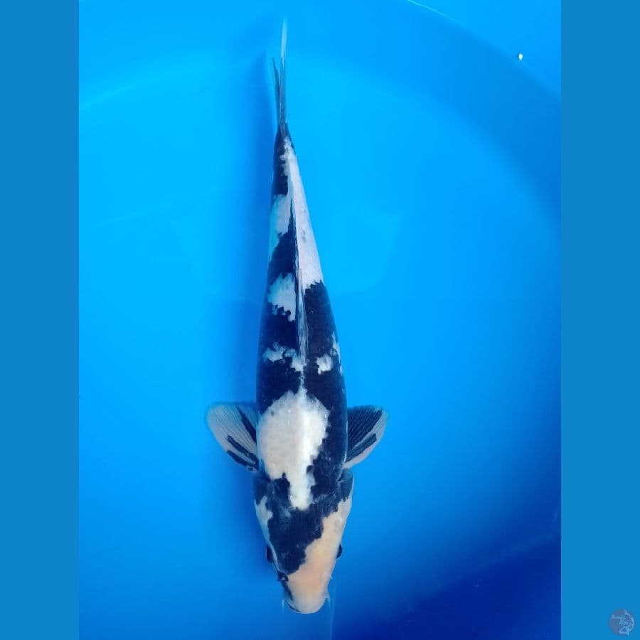 Shiro male 36 cm