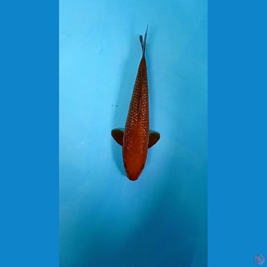 CHAGOI TEMBAGA GINDRIN - 28 CM JANTAN
