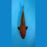 CHAGOI TEMBAGA GINDRIN - 33 CM JANTAN