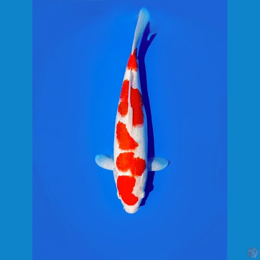 kohaku 36cm