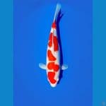 kohaku 36cm