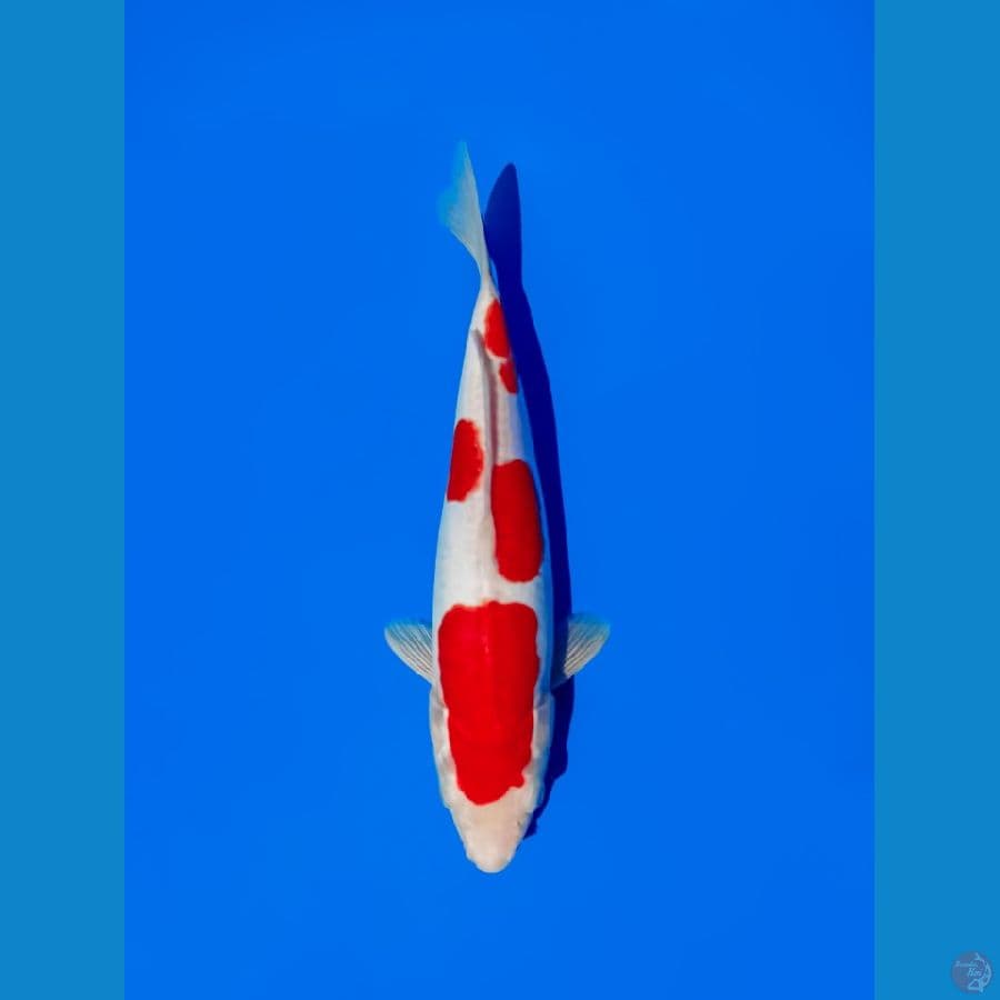 kohaku doitsu 29cm