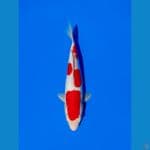 kohaku doitsu 29cm 