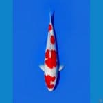 kohaku inisal C 32cm