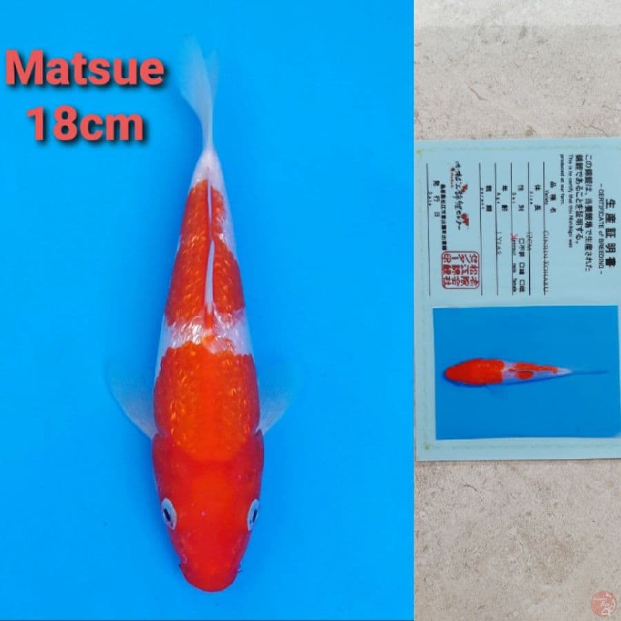 MATSUE KOHAKU GINRIN 18CM SERTI