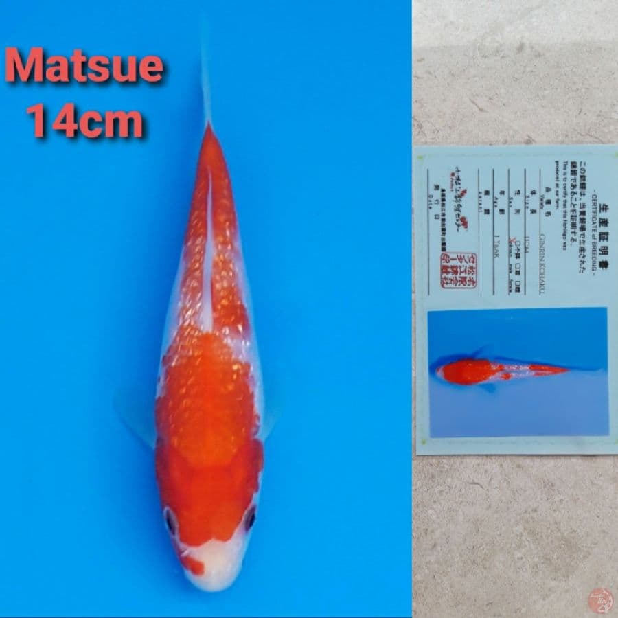 MATSUE KOHAKU GINRIN 14CM SERTI