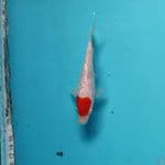 original tancho gin rin 15 cm 