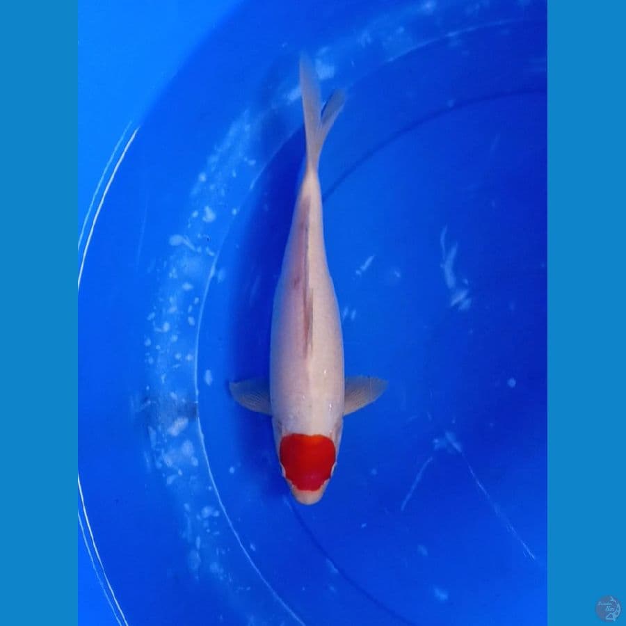 Tancho 30cm