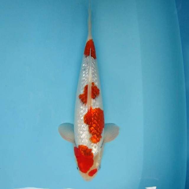 E. SHIBUYA DOJO ~ AI GOROMO GIN RIN SPC,-