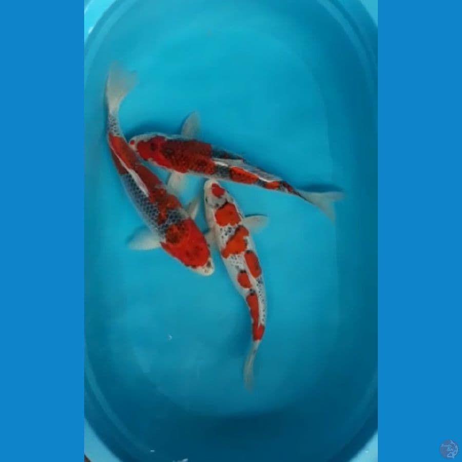 GOSHIKI ISTIMEWA 35-40cm 