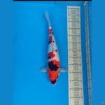 Showa 47cm