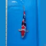 Showa 42cm Jantan