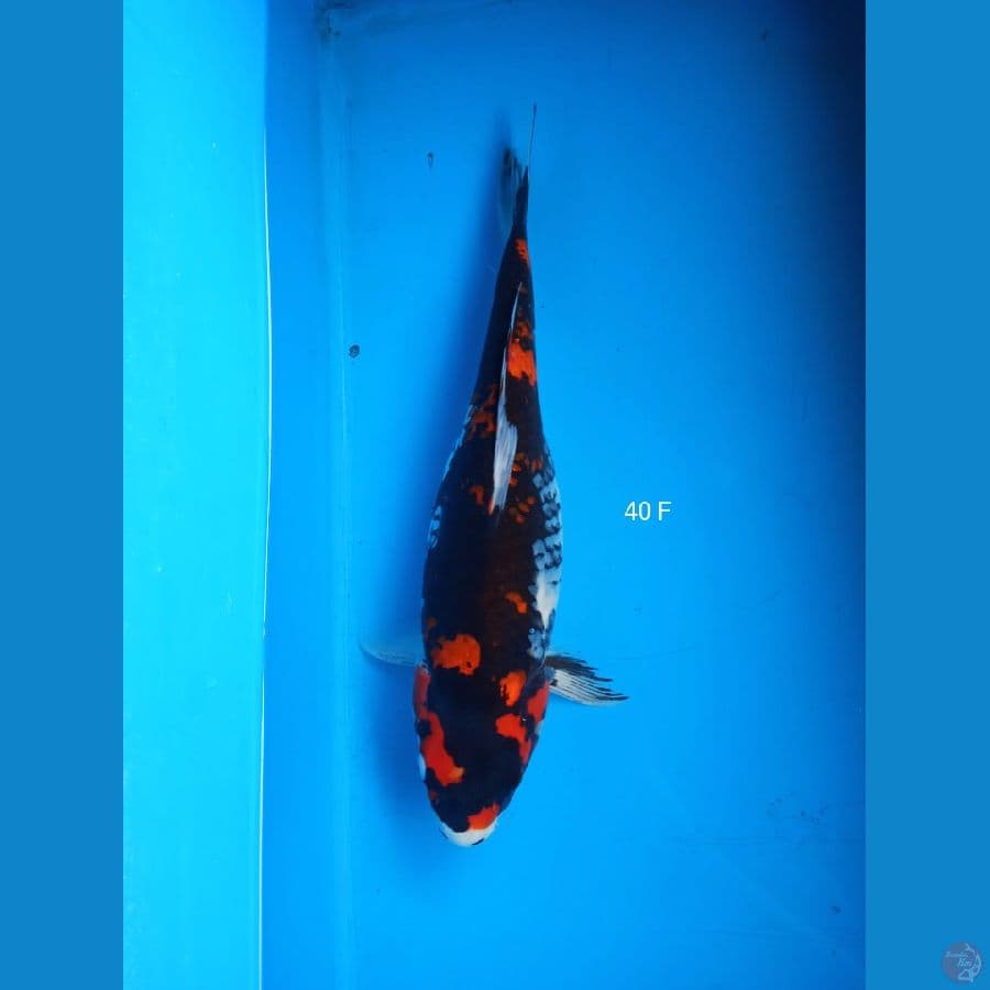 showa 40cm F