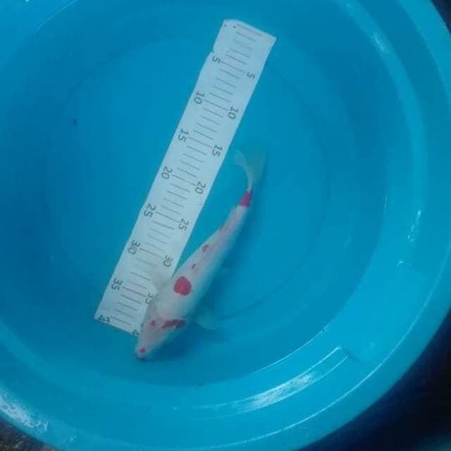 Doitshu 30cm