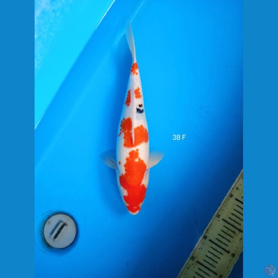 showa 38cm F