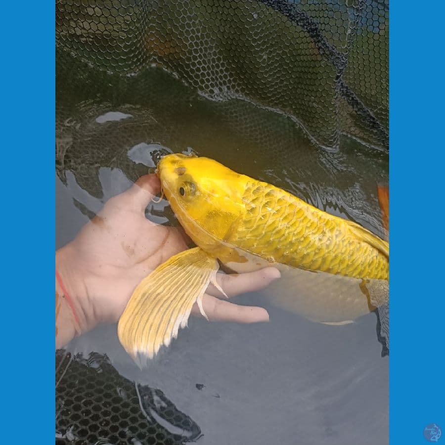 kumpay mukasi gold 40 Bu